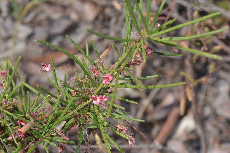 Indigofera podophylla