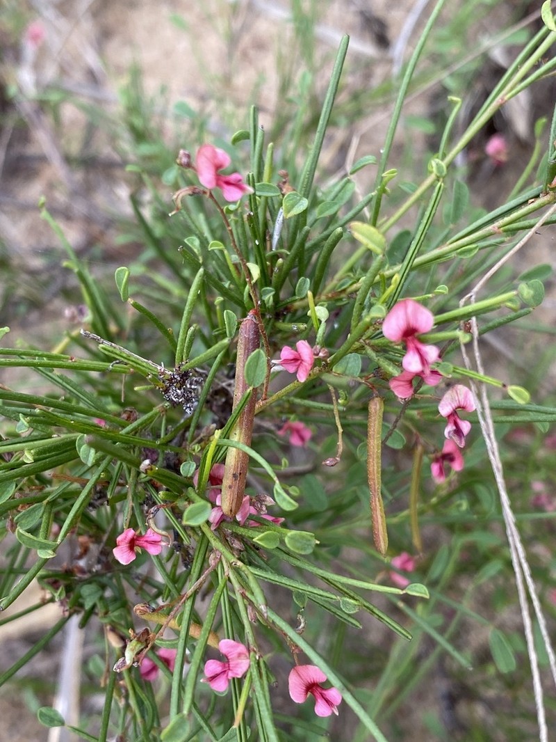 Indigofera podophylla photo 4
