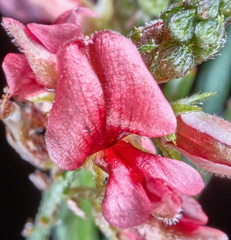 Indigofera podophylla photo 5