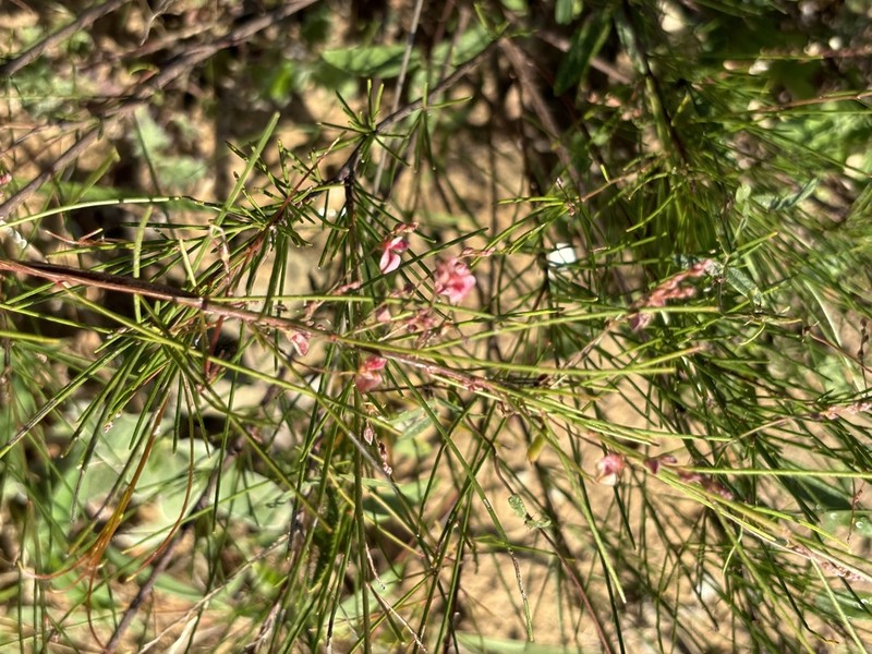 Indigofera podophylla photo 8
