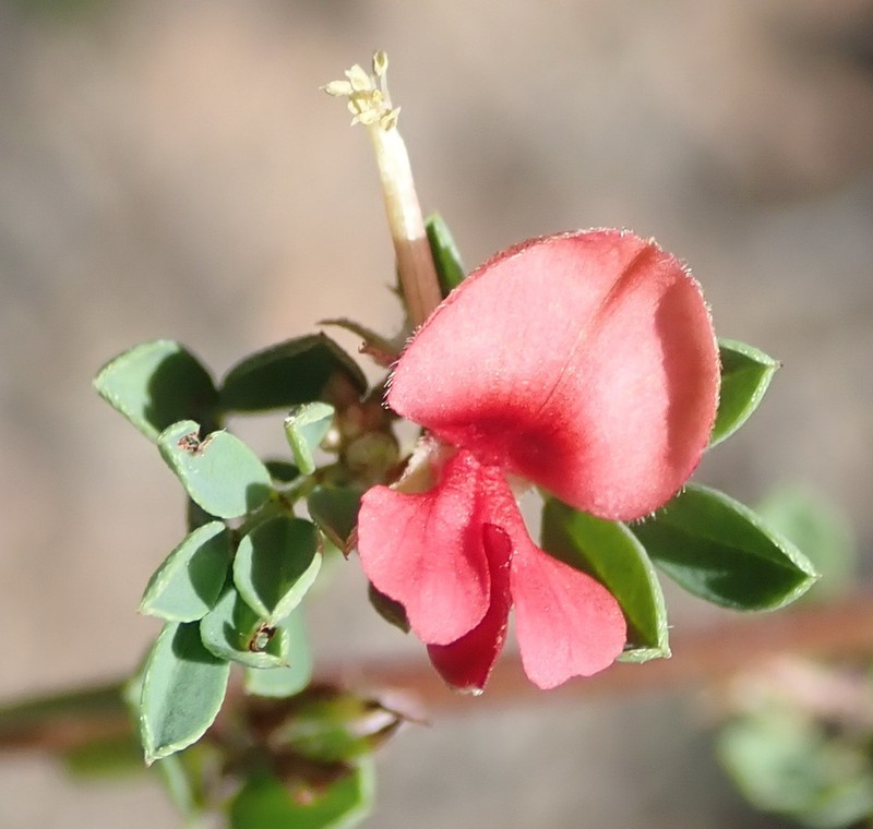Indigofera poliotes