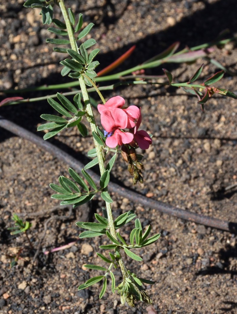 Indigofera poliotes photo 2