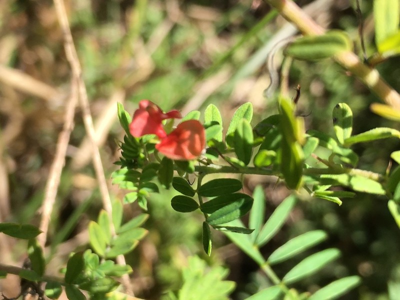 Indigofera poliotes photo 3
