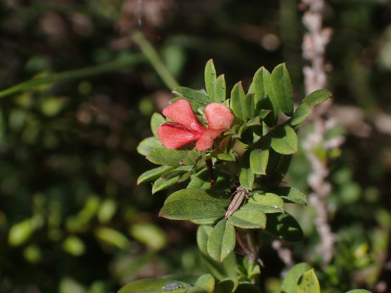 Indigofera poliotes photo 4