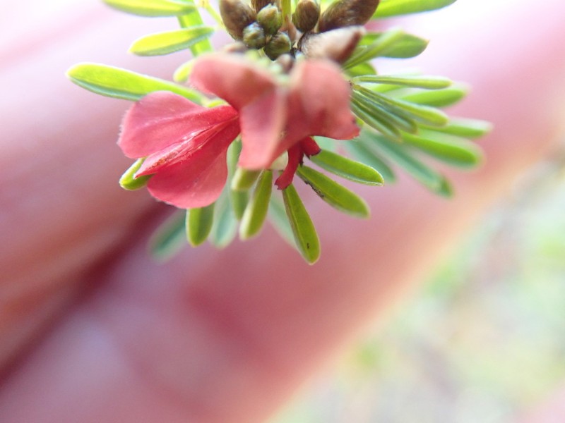 Indigofera poliotes photo 5