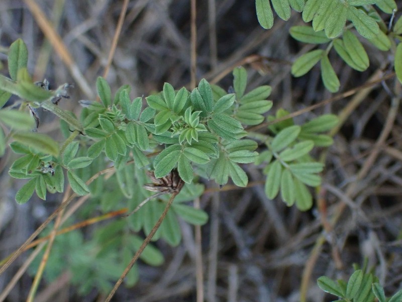 Indigofera poliotes photo 6