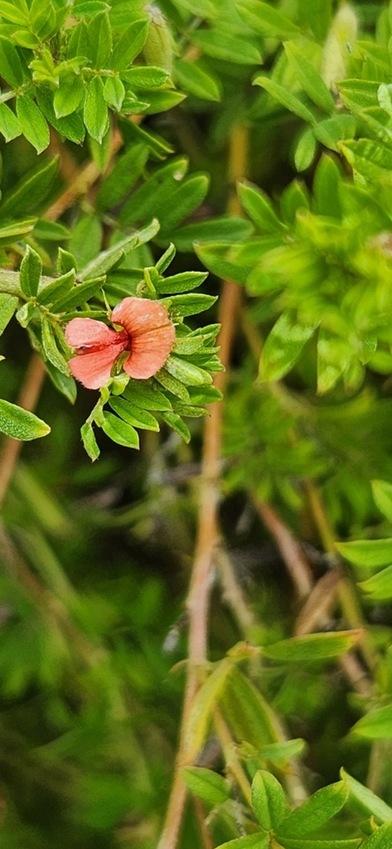 Indigofera poliotes photo 7