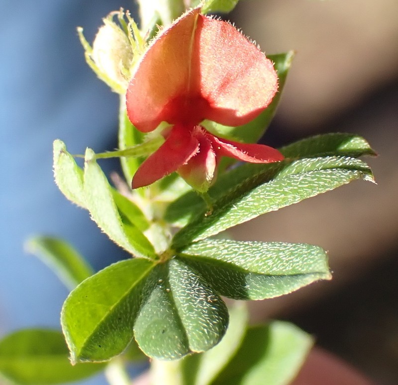 Indigofera poliotes photo 8