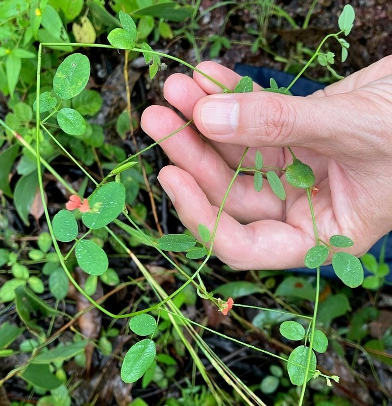 Indigofera polygaloides