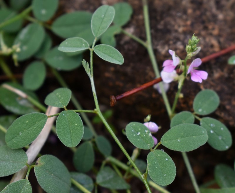 Indigofera polygaloides photo 2