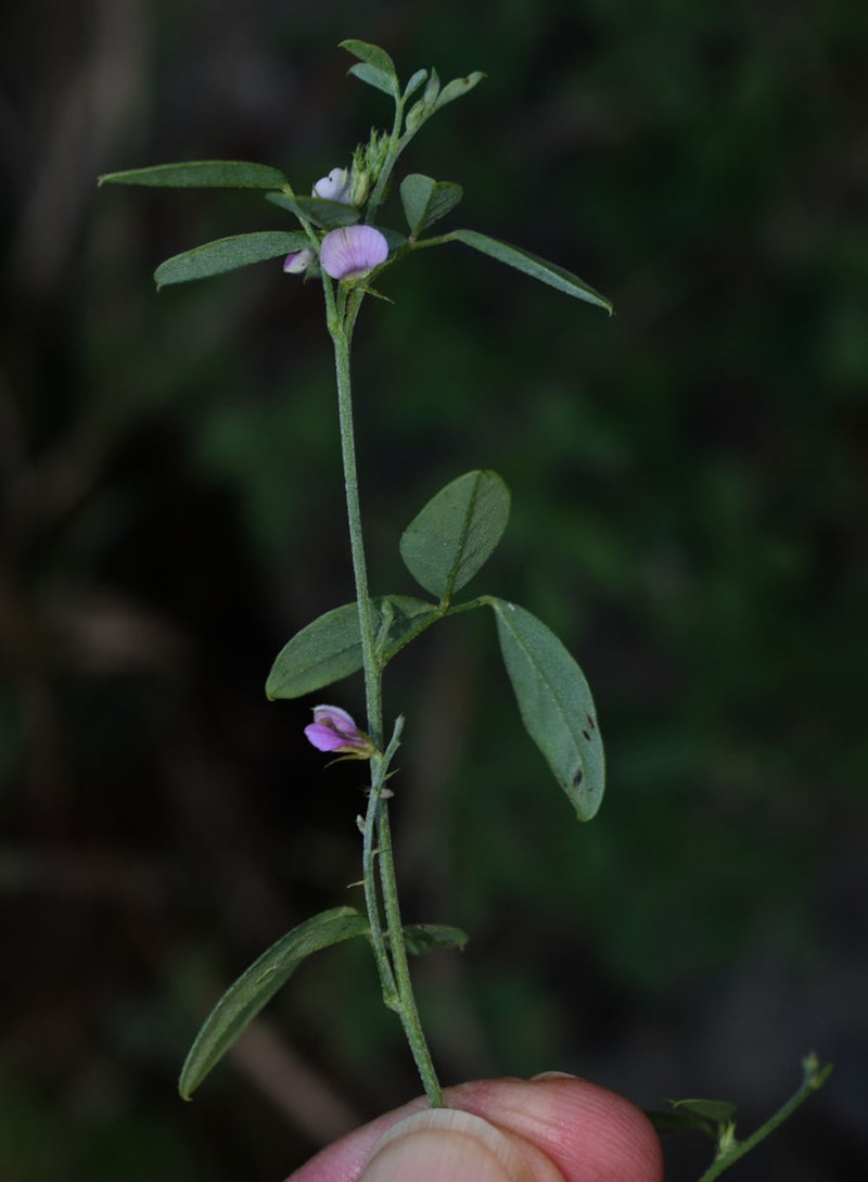 Indigofera polygaloides photo 3