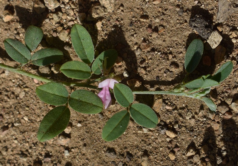 Indigofera polygaloides photo 4
