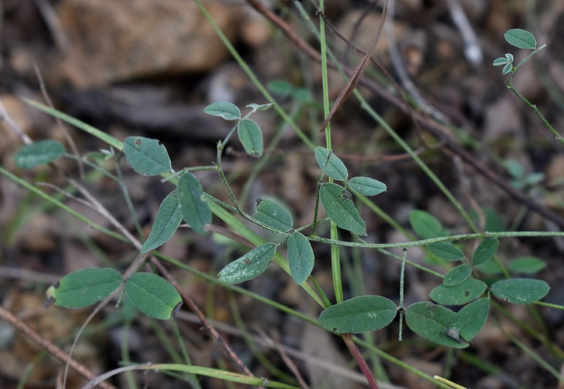 Indigofera polygaloides photo 5