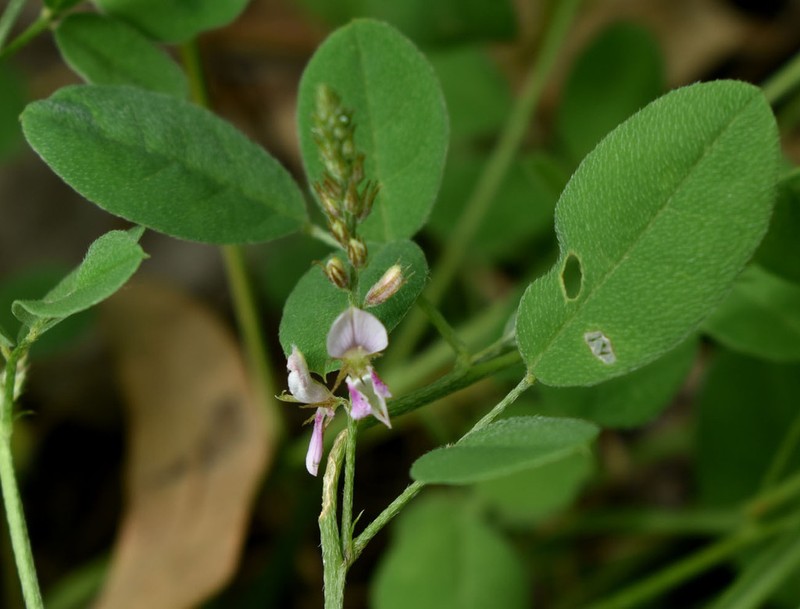 Indigofera polygaloides photo 6