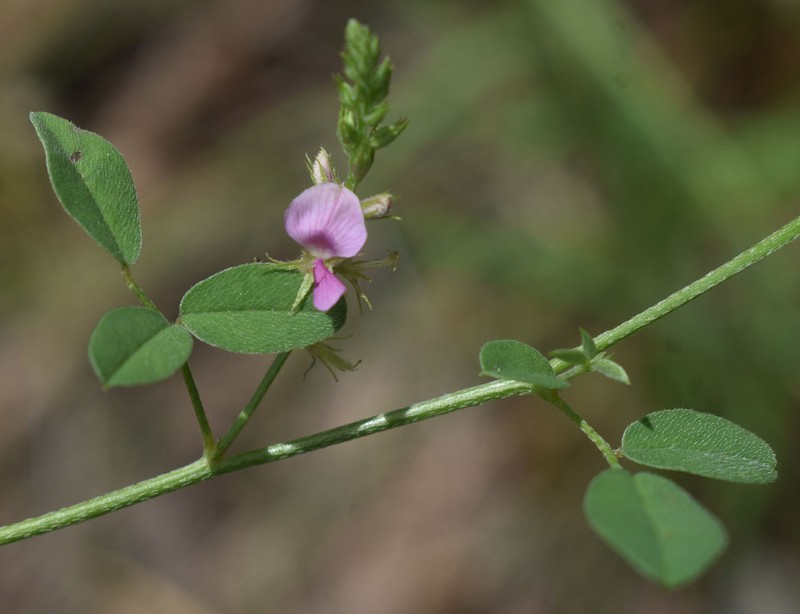Indigofera polygaloides photo 7