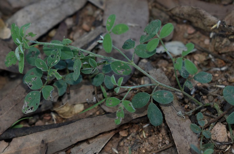 Indigofera polygaloides photo 8