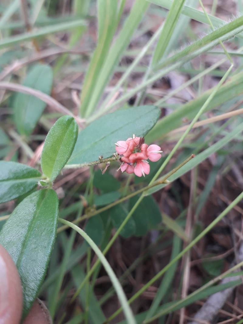 Indigofera polysphaera photo 2