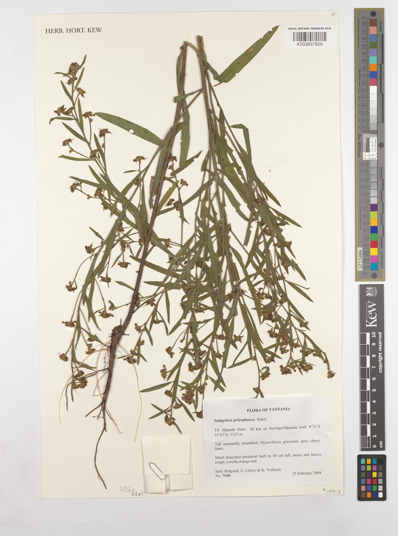 Indigofera polysphaera photo 3