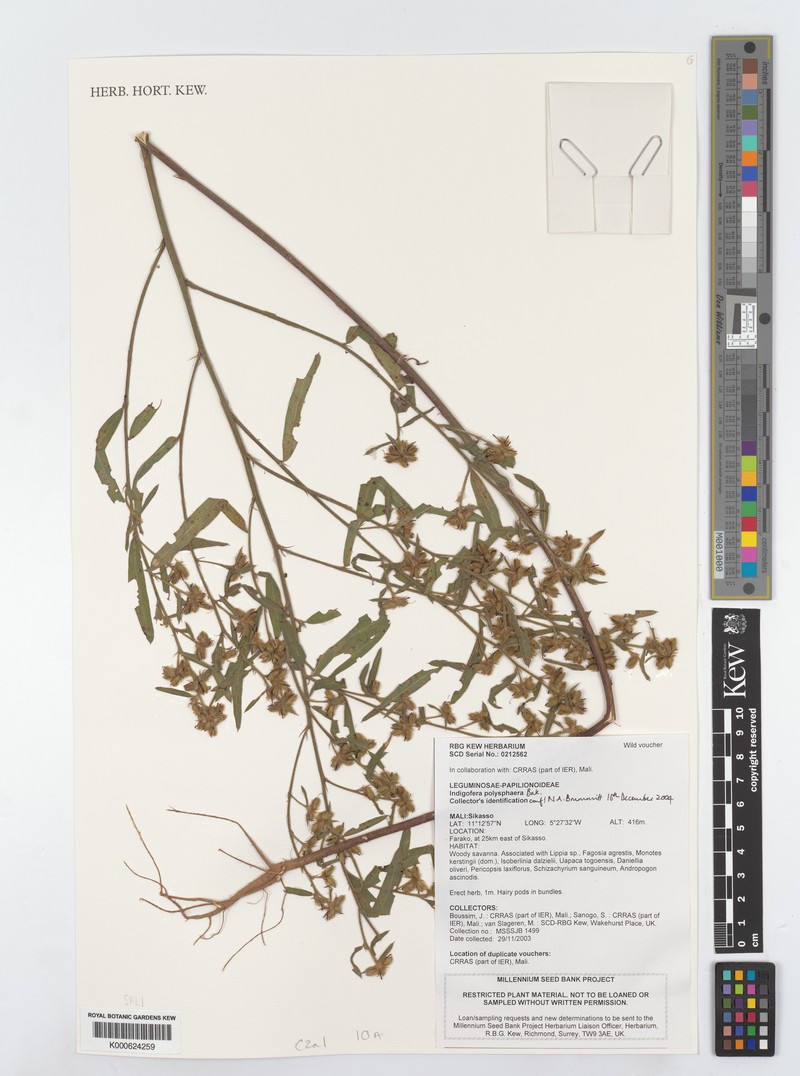 Indigofera polysphaera photo 4