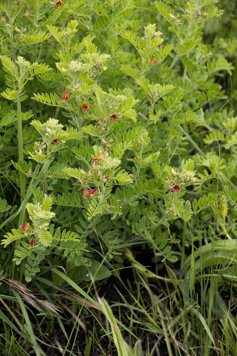 Indigofera pondoensis