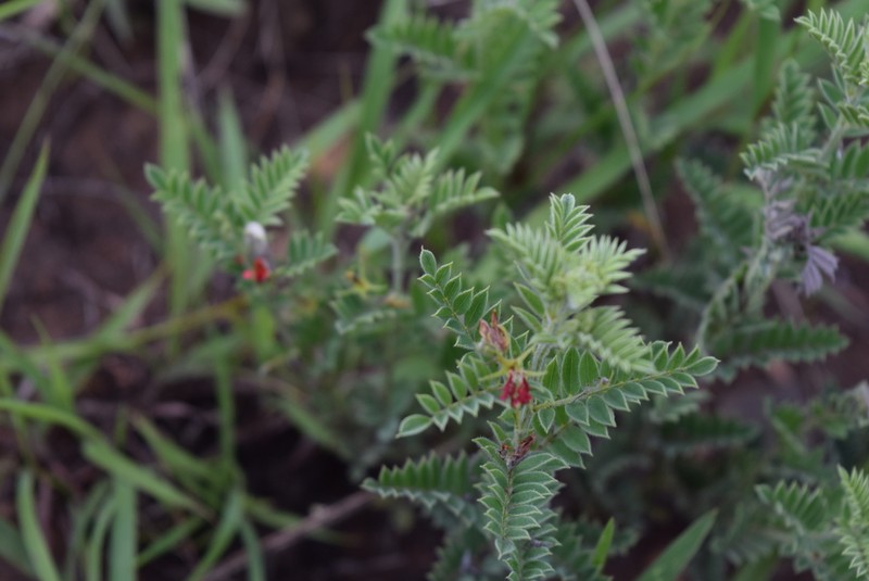 Indigofera pondoensis photo 2