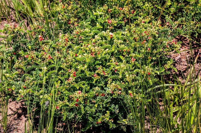 Indigofera pondoensis photo 3