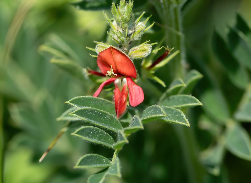 Indigofera pondoensis photo 4