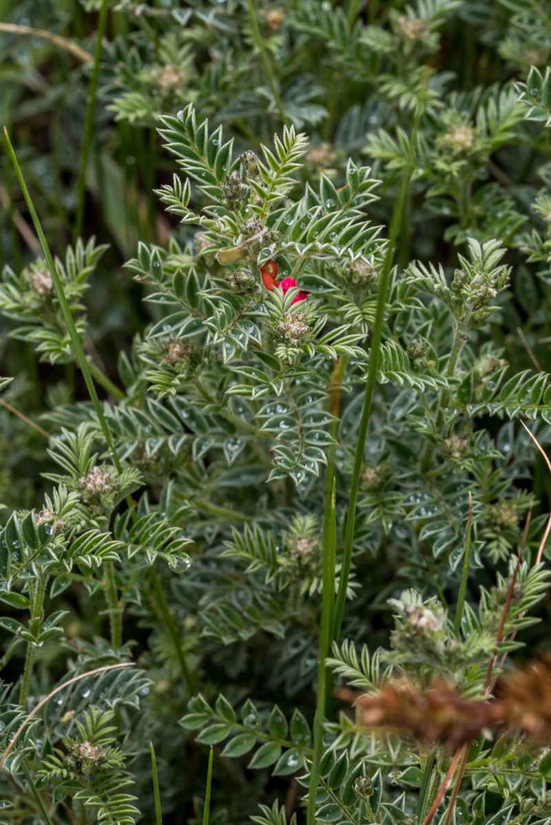 Indigofera pondoensis photo 5