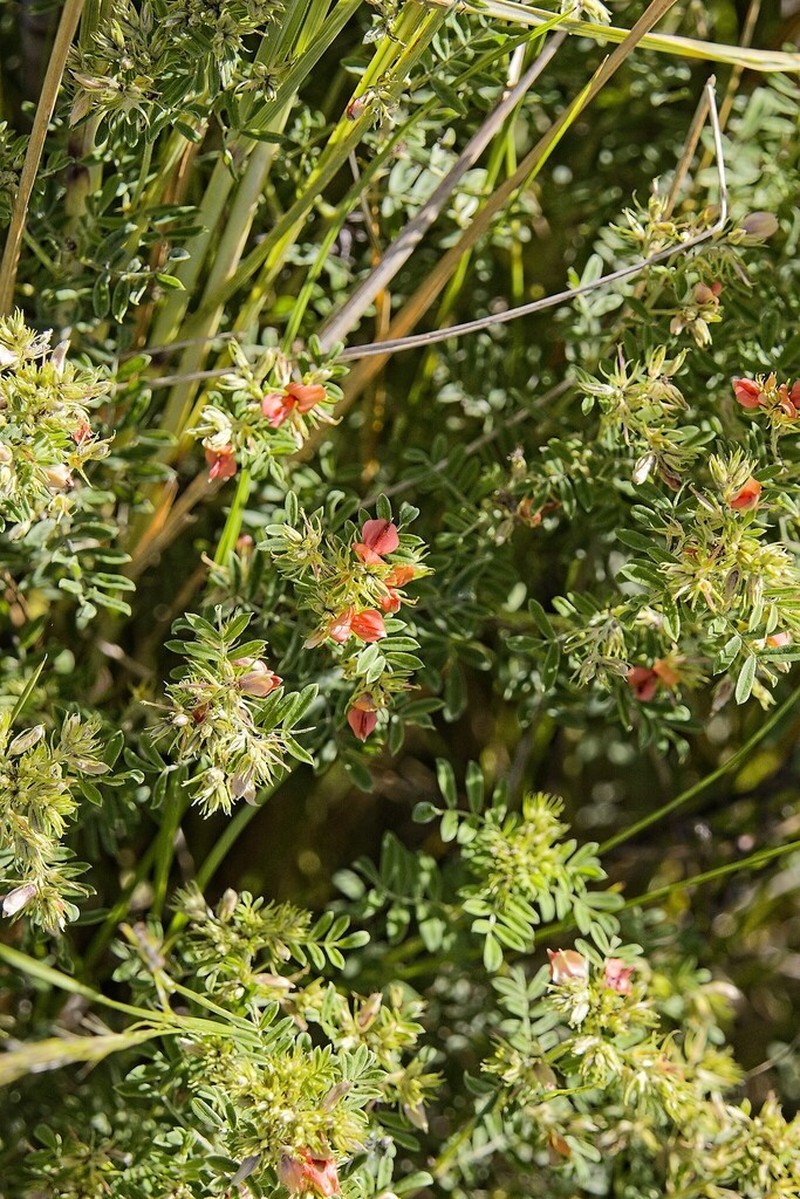 Indigofera pondoensis photo 6