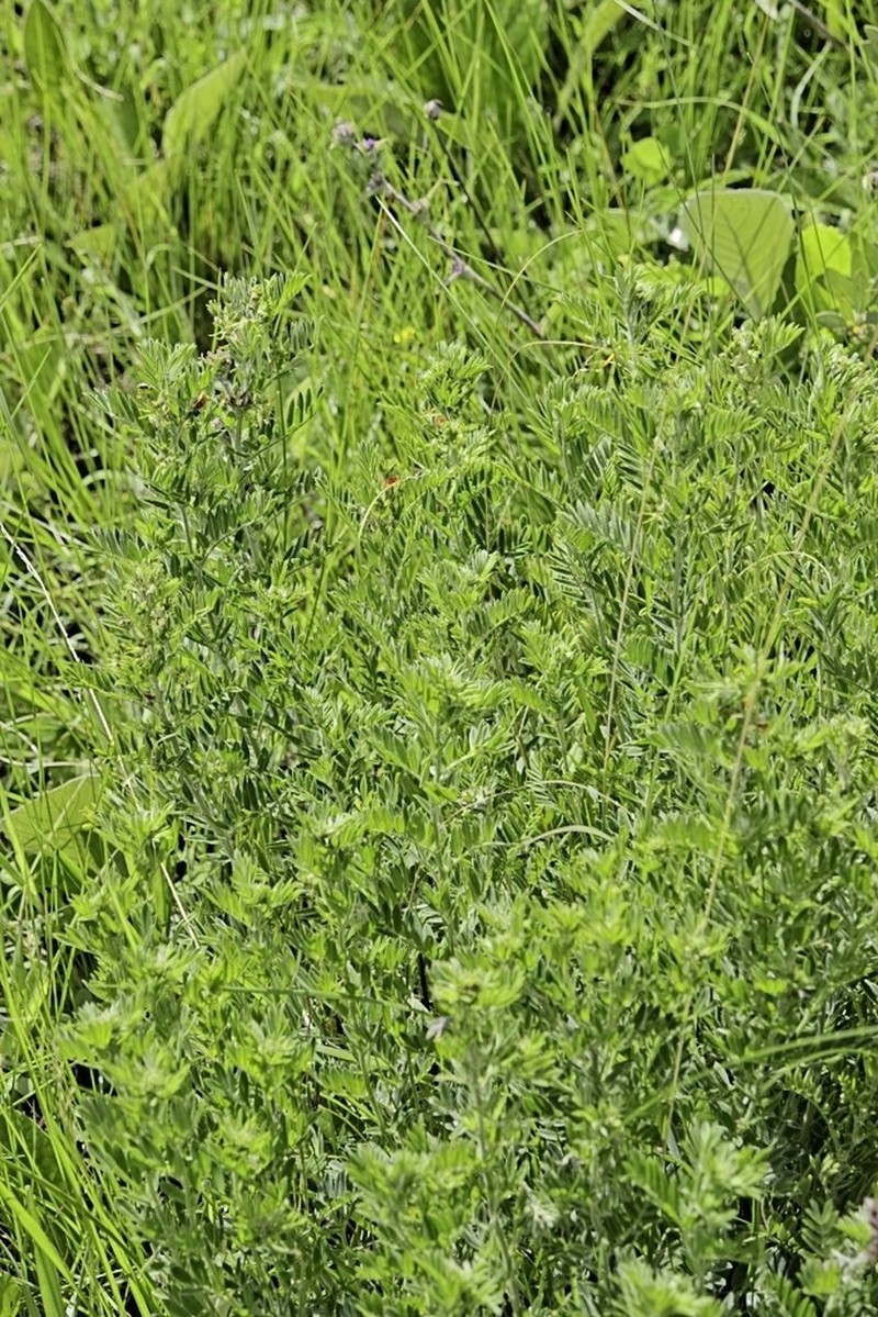 Indigofera pondoensis photo 7