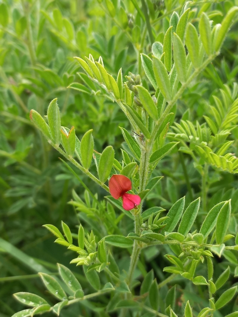 Indigofera pondoensis photo 8