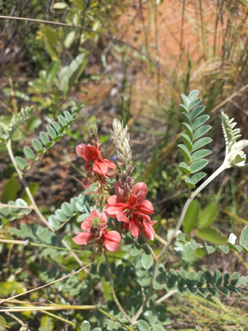 Indigofera pongolana
