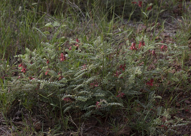 Indigofera pongolana photo 2