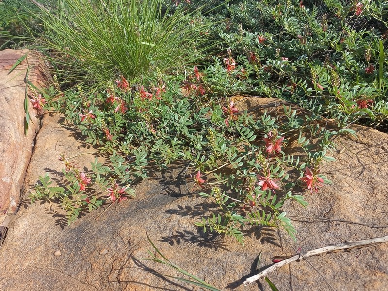 Indigofera pongolana photo 4