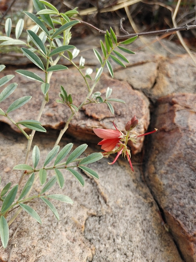 Indigofera pongolana photo 5