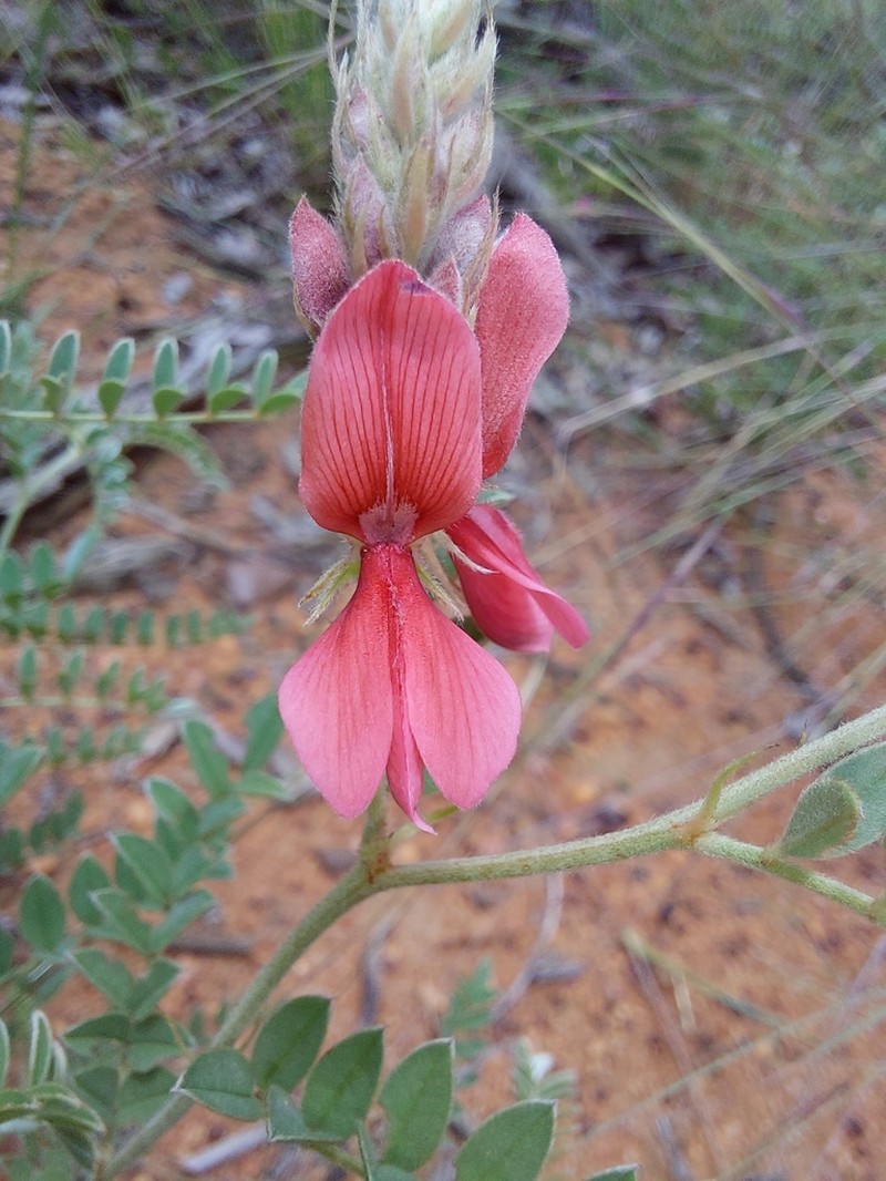 Indigofera pongolana photo 6