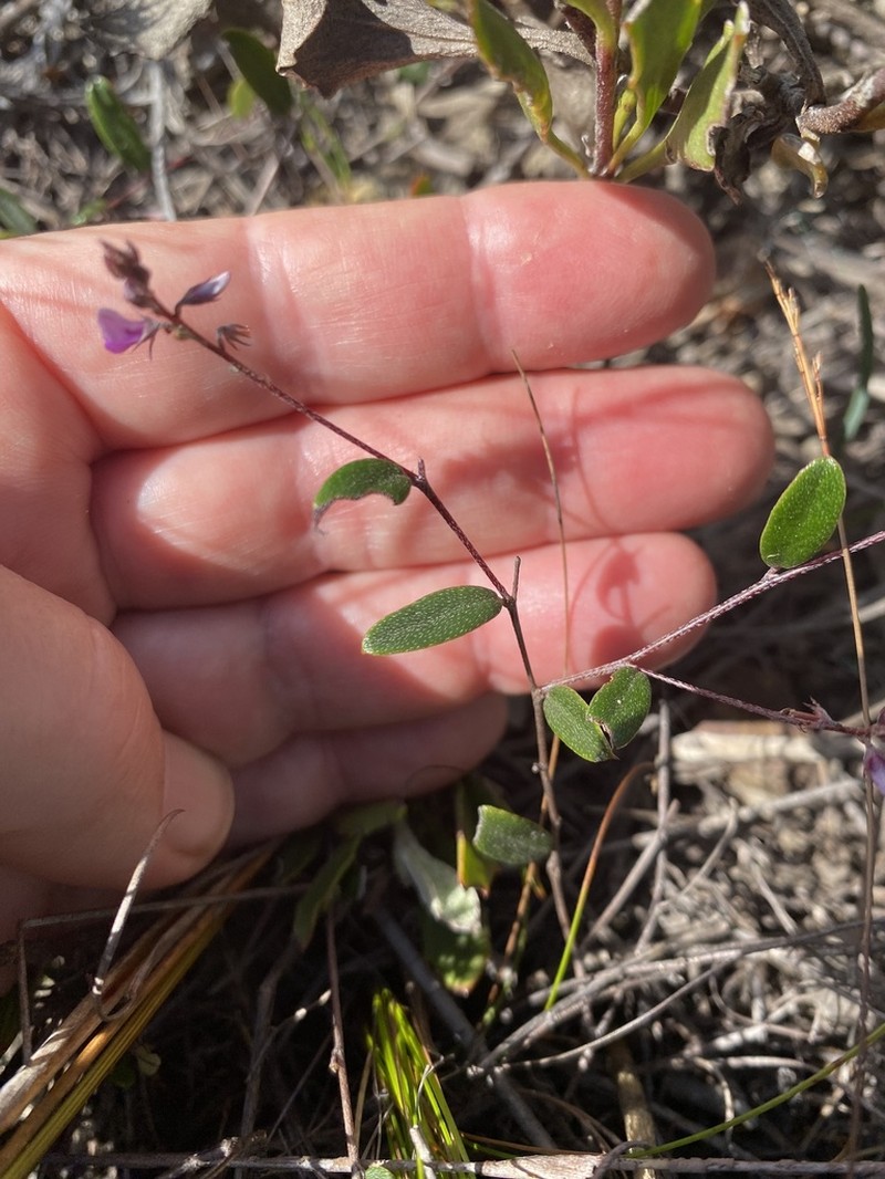 Indigofera potbergensis photo 2
