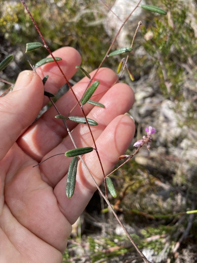 Indigofera potbergensis photo 3