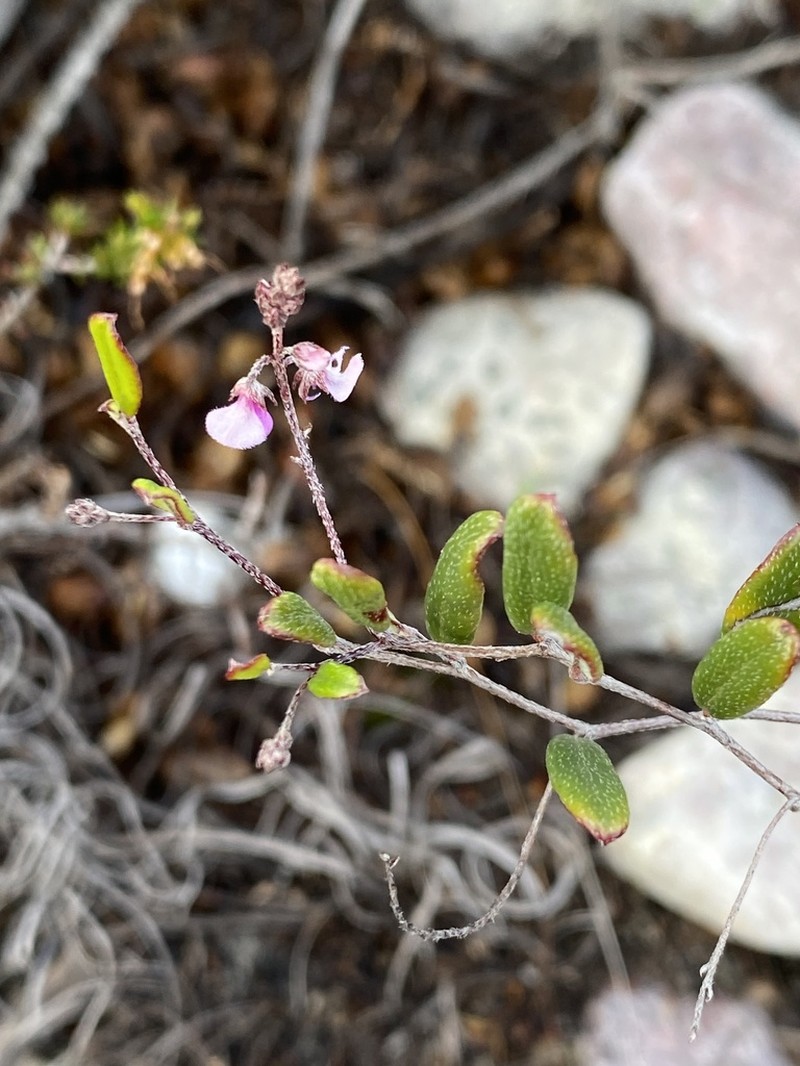 Indigofera potbergensis photo 4