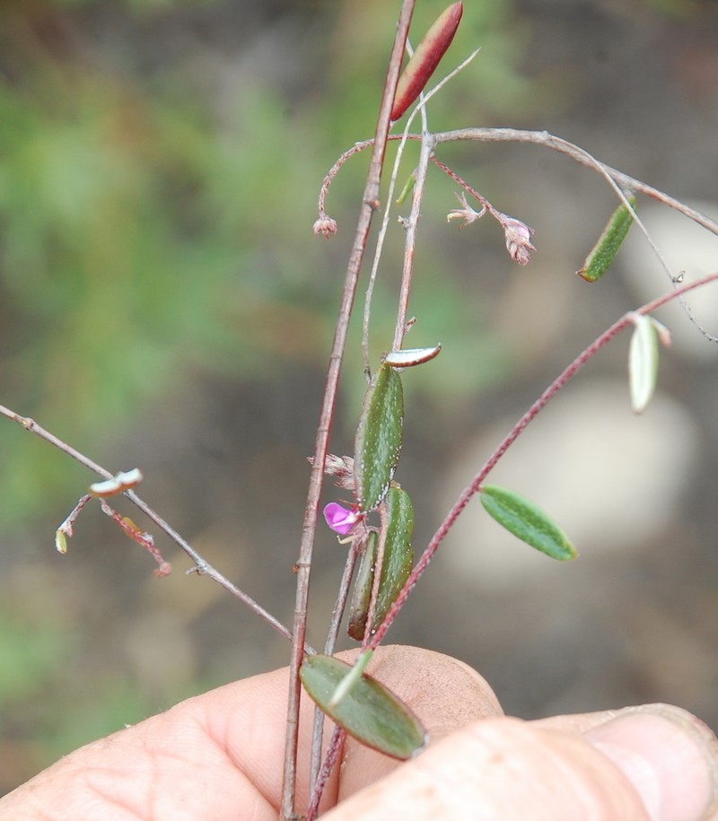 Indigofera potbergensis photo 5