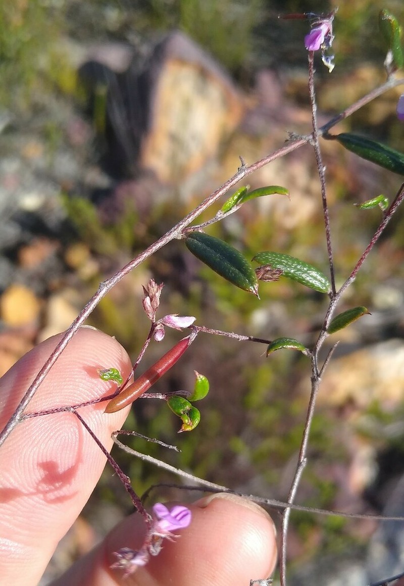 Indigofera potbergensis photo 6