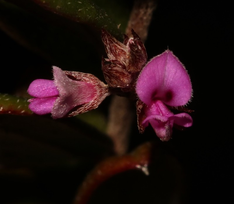 Indigofera potbergensis photo 7