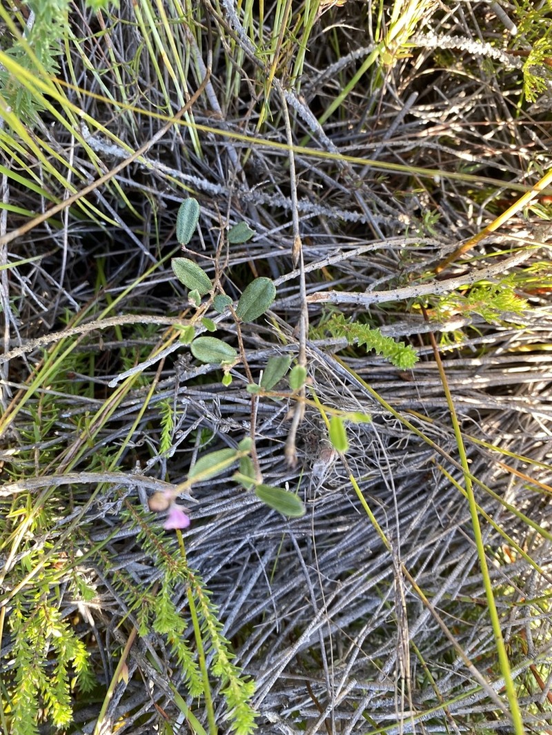 Indigofera potbergensis photo 8