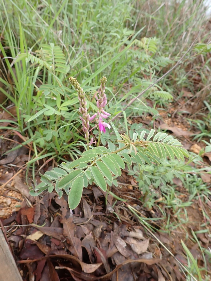 Indigofera pratensis