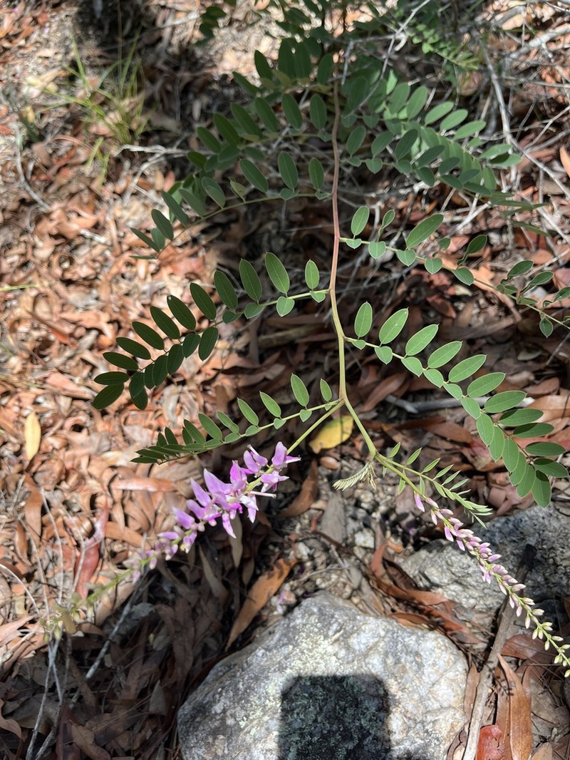Indigofera pratensis photo 2