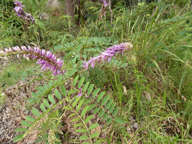 Indigofera pratensis photo 3