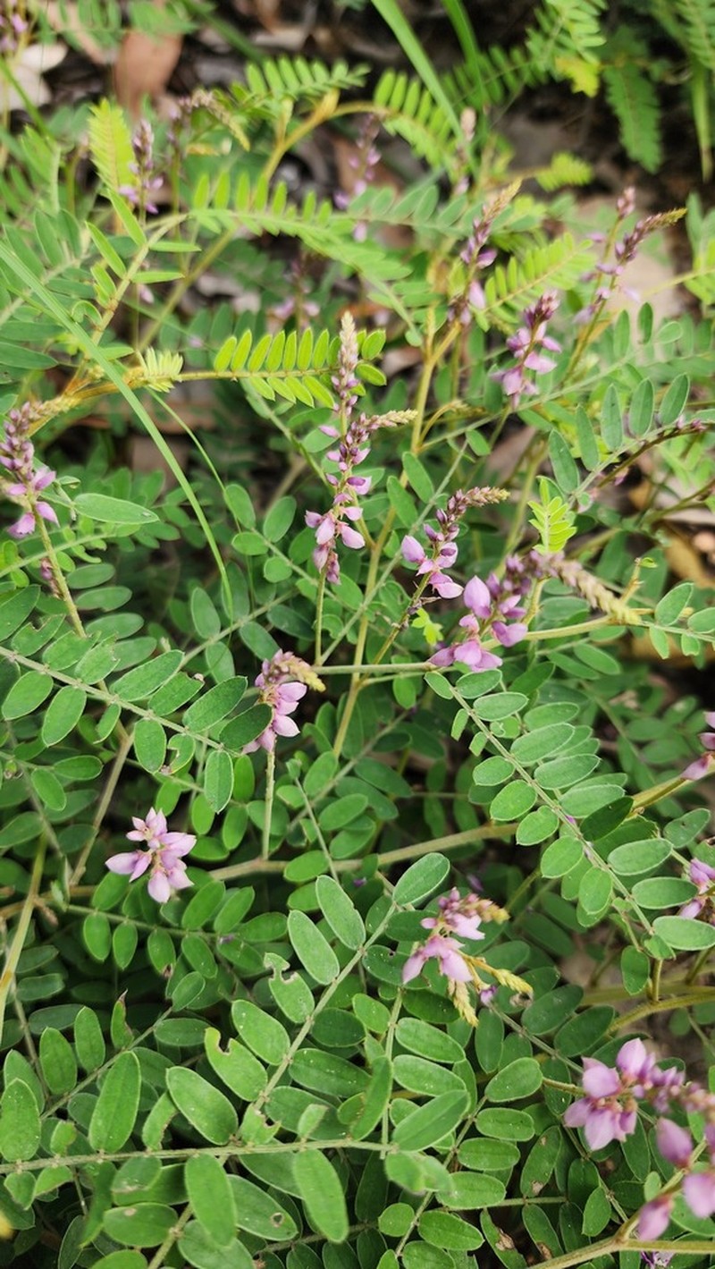 Indigofera pratensis photo 4