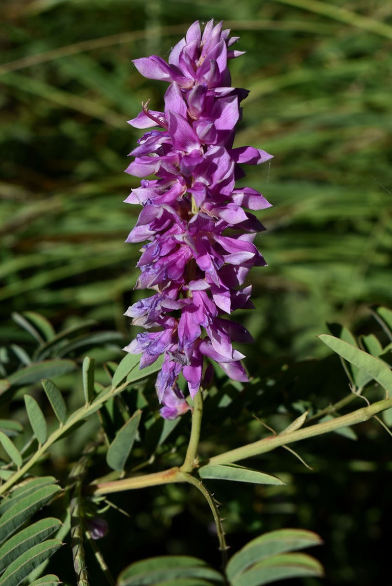 Indigofera pratensis photo 6