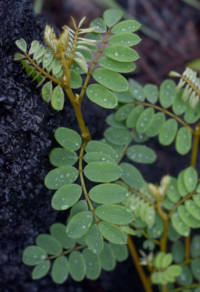Indigofera pratensis photo 7