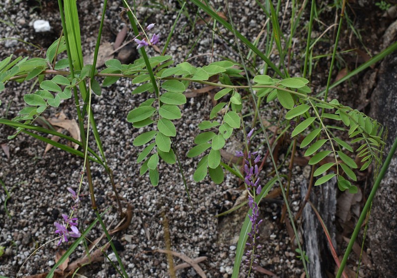 Indigofera pratensis photo 8